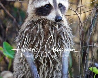 May include: A raccoon with gray and black fur stands in a thicket of green plants and brown branches. The raccoon has a black mask around its eyes and is looking to the right. The text "Hanna Chapman" and "Johnson Branch Photography" is visible in the lower center of the image.