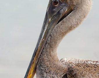 May include: Close-up of a brown pelican with its head turned to the side, showing its orange beak and dark eyes. The pelican's feathers are a mix of brown and white.