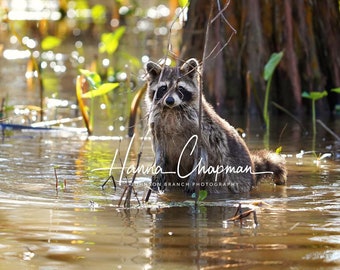 May include: A raccoon standing in shallow water, looking directly at the camera. The raccoon is surrounded by green plants and the water is reflecting the sunlight.