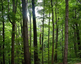 May include: A path through a dense forest with tall trees and lush green foliage. The path is lined with trees on both sides, creating a tunnel-like effect. The sunlight filters through the leaves, casting dappled shadows on the ground.