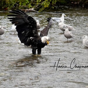 Bald eagle catching salmon in Juneau Alaska River with wings spread