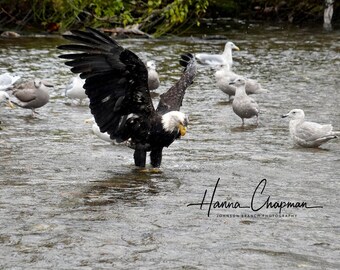 May include: A bald eagle with its wings spread stands in a shallow river with a group of seagulls. The eagle is facing the left side of the image and has its head turned to the right. The eagle is wet and has a white head and tail. The seagulls are white and gray and are standing in the water.