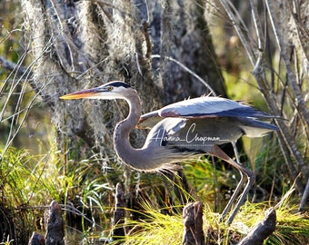 May include: A great blue heron with its wings spread stands on a branch in a swampy area. The heron has a long, yellow beak and a blue-gray body. The background is a blur of green and brown.