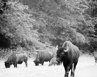 May include: A black and white photograph of a herd of bison walking on a paved road through a forest. The bison are in the foreground, and the forest is in the background. The image is taken from a low angle, and the bison are looking directly at the camera. The image is captioned with the text "Hanna Chapman, Johnson Branch Photography".