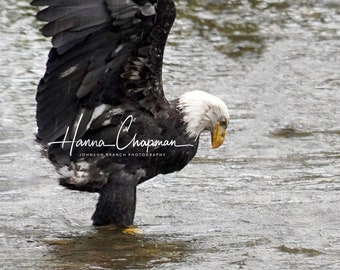 May include: A bald eagle with its wings spread stands in a shallow river, looking down at the water. The eagle is wet from the rain and has a white head and tail.