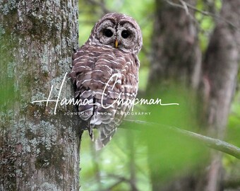 May include: A barred owl perched on a branch in a forest. The owl has brown and white feathers and yellow eyes. The owl is looking to the left of the image. The background is a blurred green.