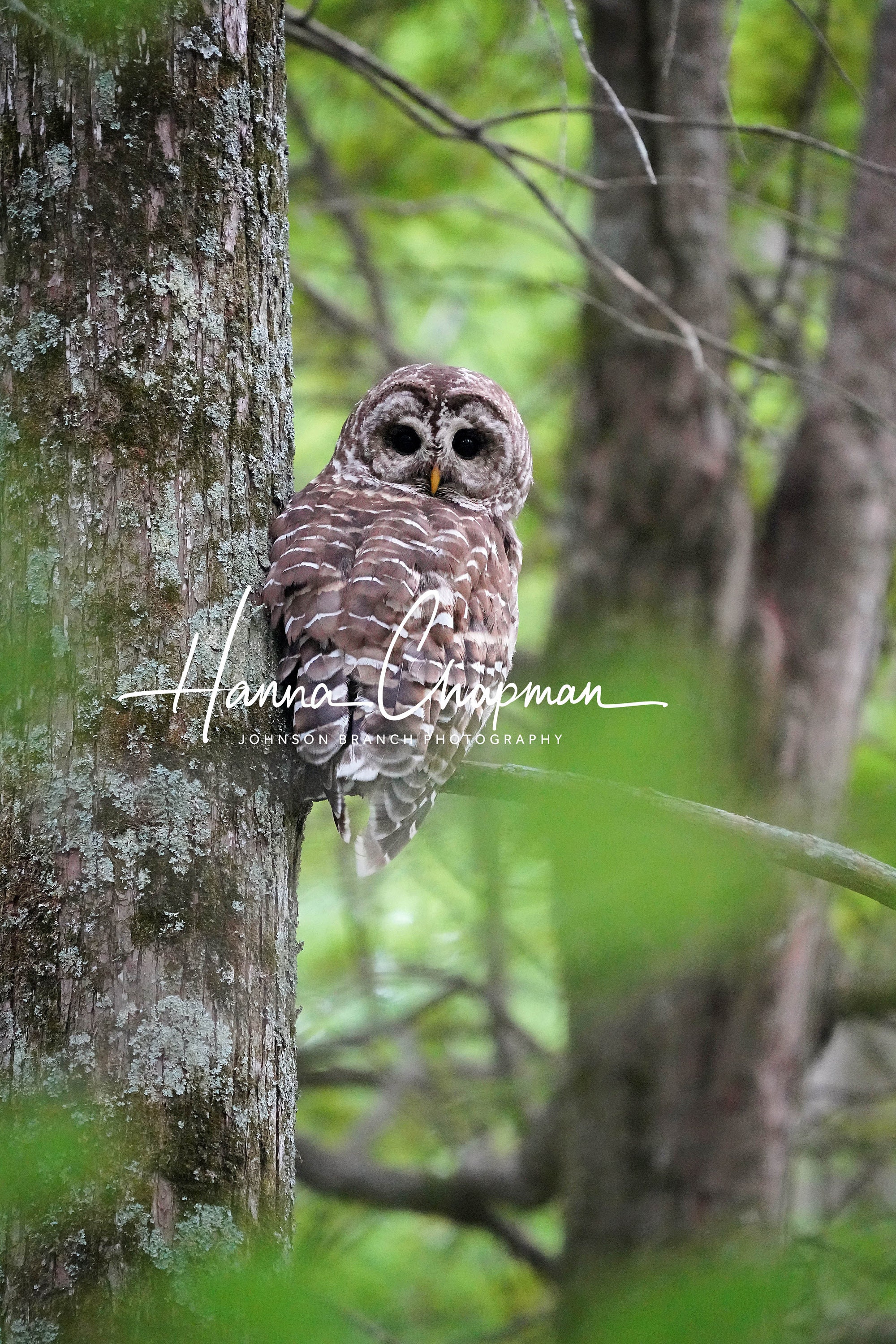 Photo of Barred Owl in Walnut Log Tennessee near Reelfoot Lake