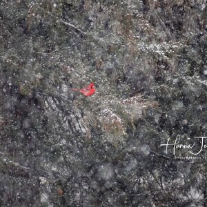 Roter Kardinal sitzt am verschneiten Weihnachtstag im grünen Tannenbaum