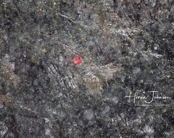 May include: A red cardinal perched on a snow-covered evergreen tree branch during a snowfall. The background is a blurry image of more evergreen trees. The image is signed "Hanna Johnson, Johnson Branch Photography".
