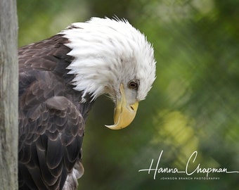 May include: A close-up of a bald eagle with white head feathers and a yellow beak. The eagle's dark brown body contrasts with its white head. The background is a blurred green, suggesting a natural habitat.
