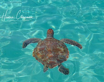 May include: A sea turtle swims in clear, turquoise water. The turtle's shell is brown and green with a pattern of scales. The turtle is swimming towards the camera.