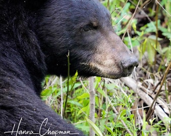 May include: A black bear with a light brown nose and a black eye is looking to the right. The bear is in a green grassy area with brown branches.