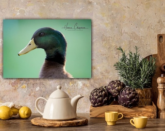 May include: A close-up photograph of a mallard duck's head and neck. The duck has a green head and a yellow bill. The background is a soft green color. The image is titled "Hanna Chapman - Nature Images & Photography".