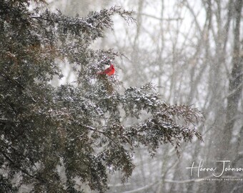 May include: A bright red cardinal perched on a snow-covered evergreen branch in a snowy forest. The background is blurred and out of focus, with falling snow creating a soft, dreamy effect.