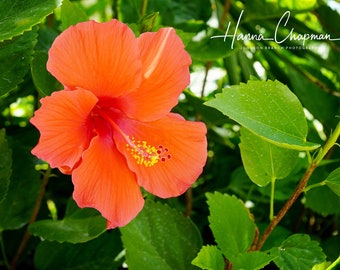 May include: A vibrant orange hibiscus flower with a yellow center, surrounded by lush green leaves. The flower is in full bloom and has a delicate, ruffled texture.