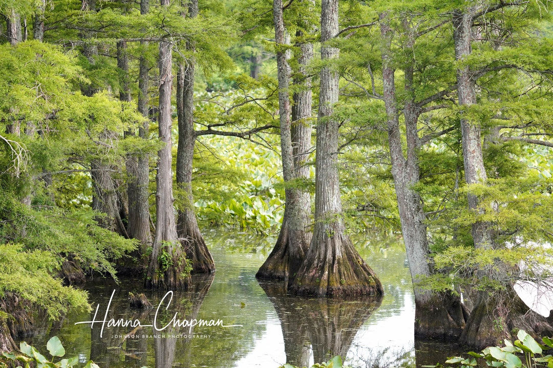 Cypress Trees in Reelfoot Lake Tennessee Photo Print - Etsy