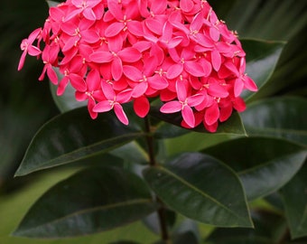 May include: A close-up of a cluster of bright pink flowers with green leaves. The flowers are in bloom and have a delicate, feminine appearance.