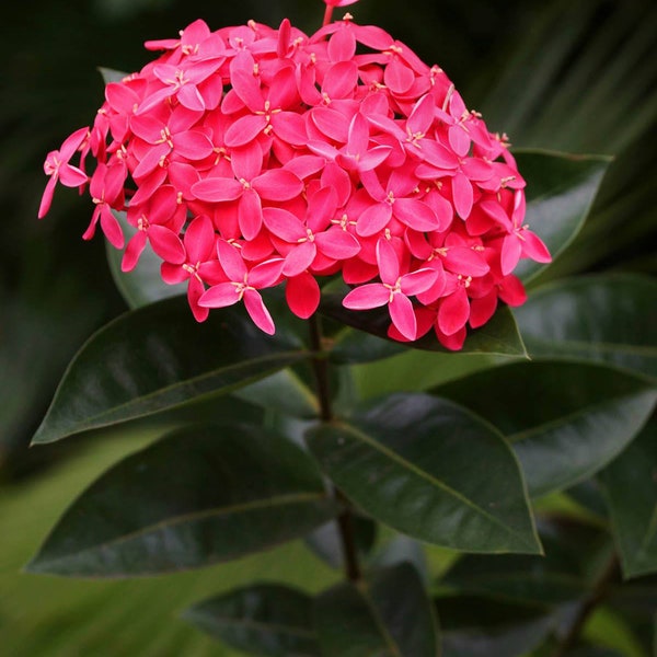 Photo of a Pink Ixora in Jamaica