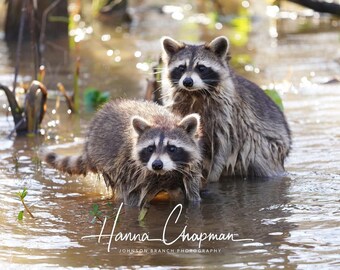 Photo of raccoons in honey island swamp, Louisiana