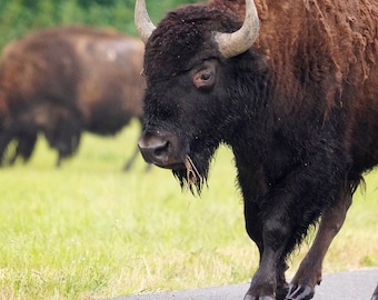 May include: A close-up of a bison walking on a paved road. The bison has a dark brown coat, a black face, and curved horns. Another bison is visible in the background, with green grass and trees in the distance. The image is signed "Hanna Chapman, Johnson Branch Photography."