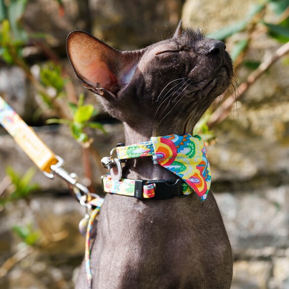 rainbow cat harness