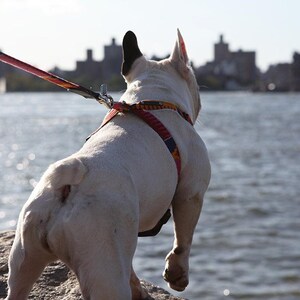 Dakar Dog Harness-Dog Harness-Hiro + Wolf