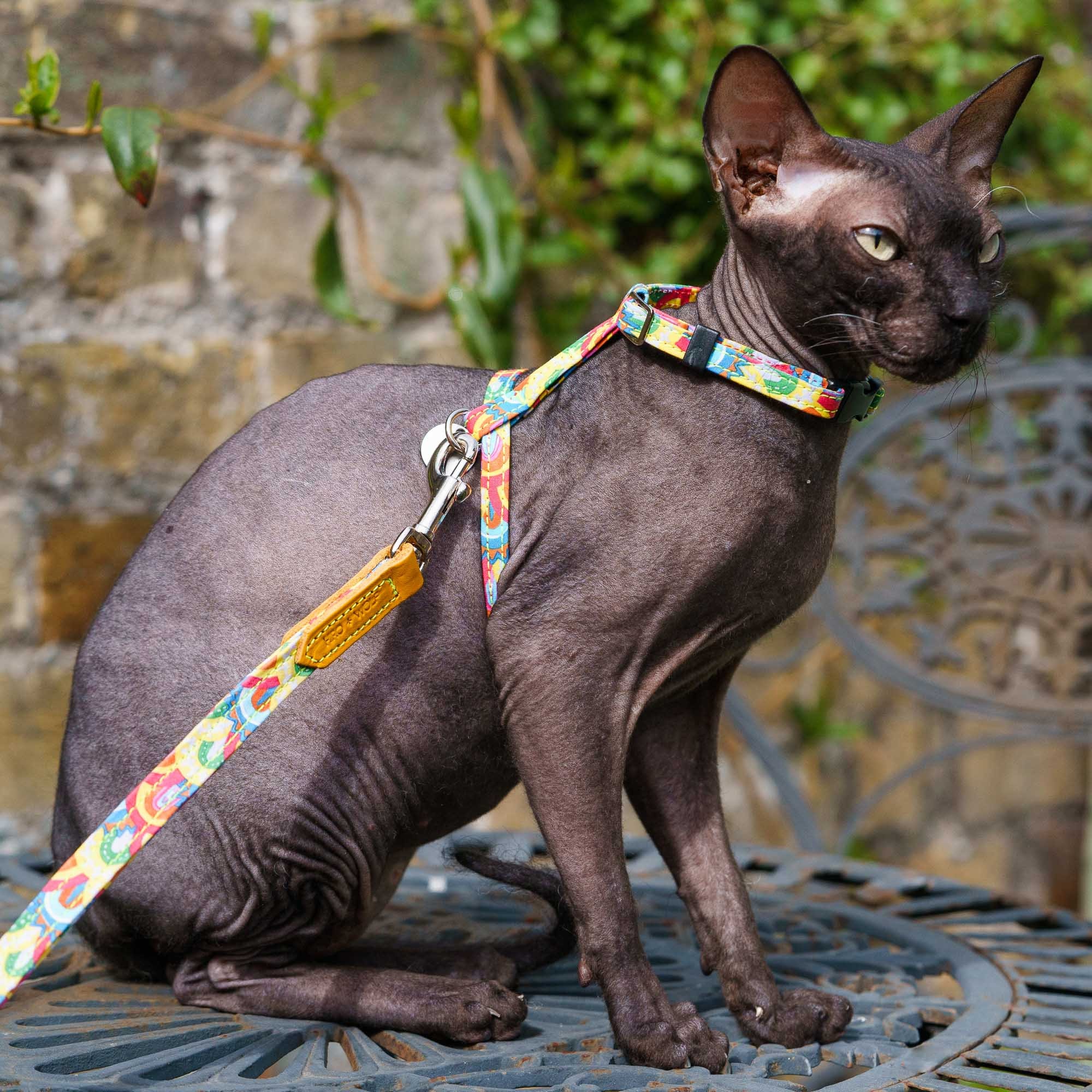Harness for sphynx cat cheap