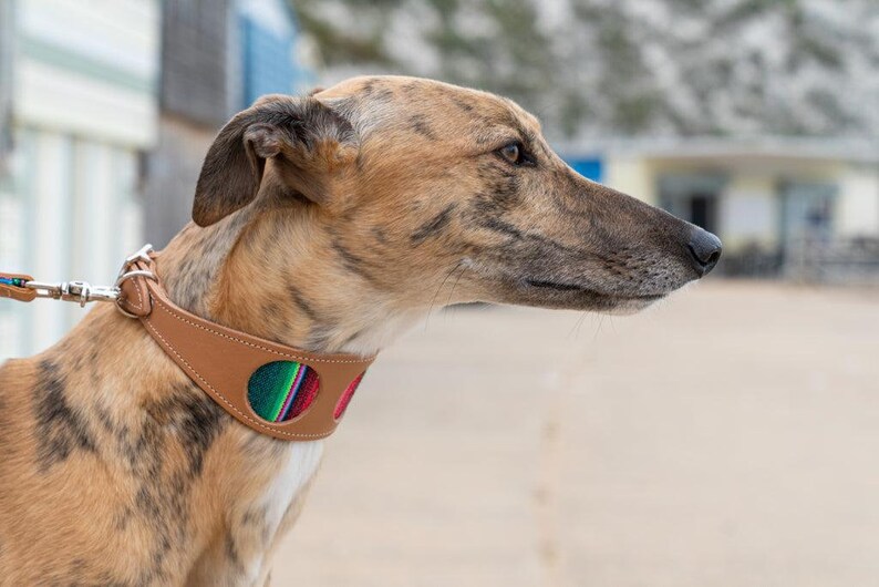 Inca Blue Hound Collar-Hound Collar-Hiro + Wolf