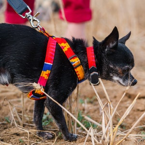 Dakar Dog Harness image 2