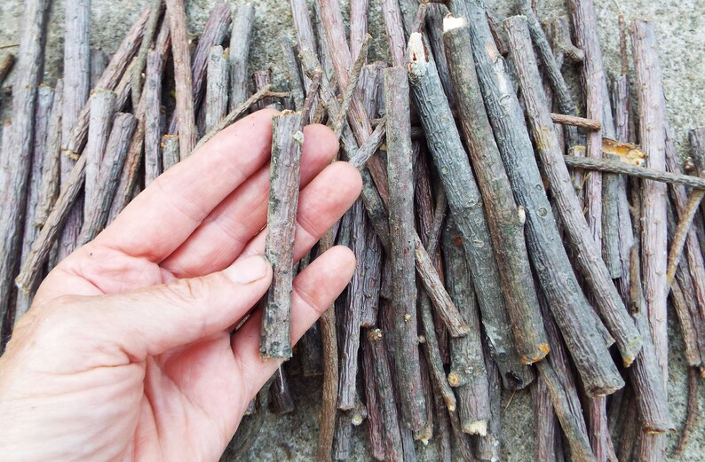White Pine Sticks Bundle Pine Tree Wood Sticks Wooden Twigs Etsy