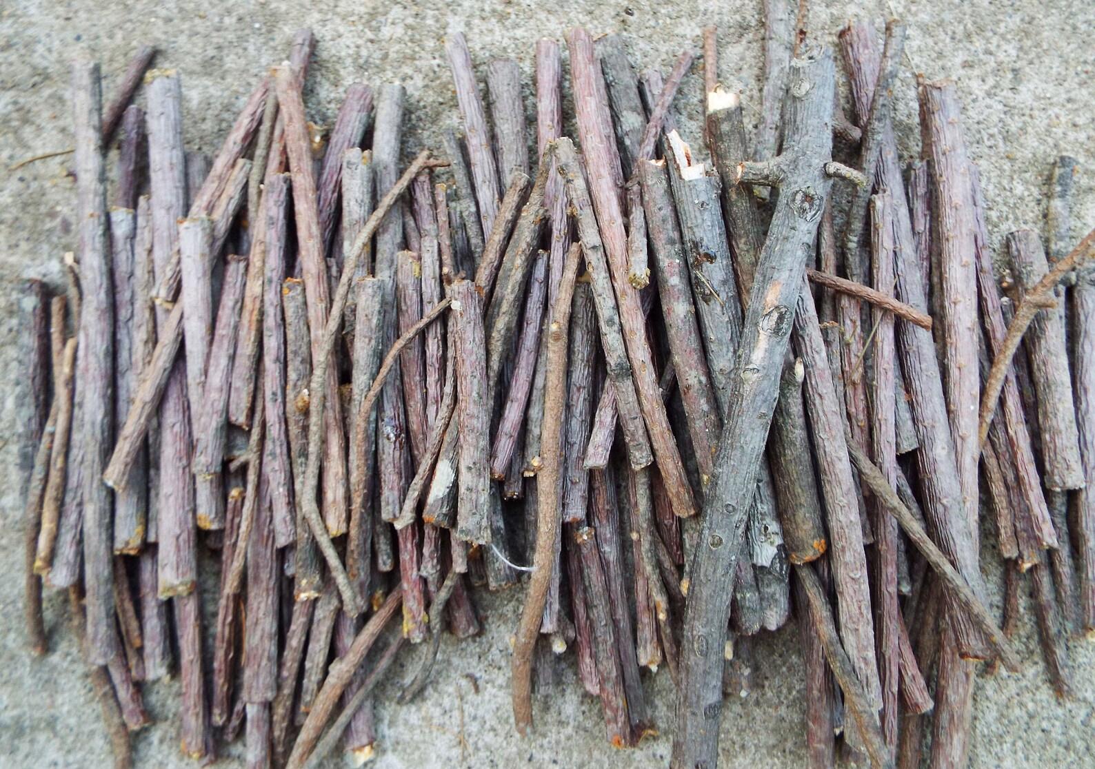 White Pine Sticks Bundle Pine Tree Wood Sticks Wooden Twigs Etsy