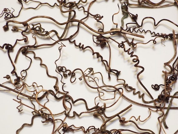 30 Grapevine tendril for fairy gardens rustic decor weddings natural eco-friendly crafts