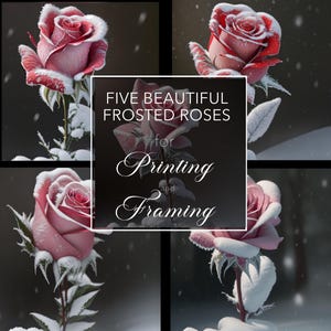 Roses givrées! Créez vos cartes d’hiver : 5 roses d’hiver à télécharger pour impression ou numérique . Facile et rapide