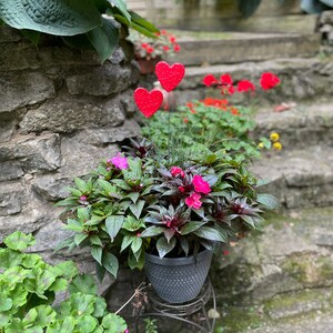 Set of Two 3 inch Red Heart Garden Stakes,Lover's Gift,Heart Plant Art Potted plants,Garden Sculpture,Valentines Day Gift For Her image 10