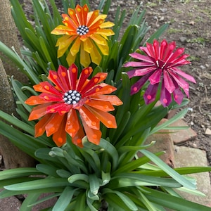 Décor de jardin de fleurs en métal, ensemble de sculptures en métal de 7,  24