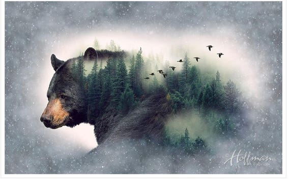 A Hoffman panel featuring a large black bear "Call of the Wild" line of fabric.