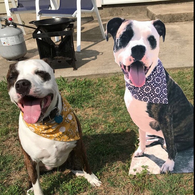 Puede incluir: Dos perros con bandanas. El perro de la izquierda es blanco con manchas negras y lleva una bandana amarilla con flores blancas. El perro de la derecha es blanco con manchas negras y marrones y lleva una bandana morada con flores blancas.