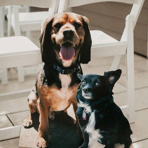 Puede incluir: Dos perros, un cruce de beagle marr&oacute;n y negro y un cruce de chihuahua negro y blanco, est&aacute;n sentados frente a sillas plegables blancas. El cruce de beagle est&aacute; sonriendo con la lengua fuera. El cruce de chihuahua est&aacute; mirando a la c&aacute;mara.