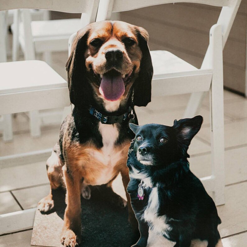 Puede incluir: Dos perros, un cruce de beagle marr&oacute;n y negro y un cruce de chihuahua negro y blanco, est&aacute;n sentados frente a sillas plegables blancas. El cruce de beagle est&aacute; sonriendo con la lengua fuera. El cruce de chihuahua est&aacute; mirando a la c&aacute;mara.