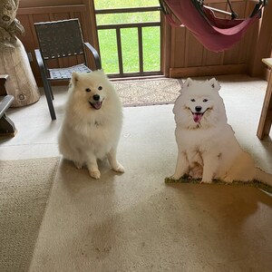 Puede incluir: Dos perros samoyedos blancos, uno sentado en el suelo y el otro un recorte de cart&oacute;n de pie en el suelo. El perro de cart&oacute;n est&aacute; mirando a la c&aacute;mara y el perro real est&aacute; mirando a la c&aacute;mara. El perro real est&aacute; sentado en una alfombra marr&oacute;n claro frente a una silla de madera. El perro de cart&oacute;n est&aacute; frente a una mesa de madera con un letrero que dice "Candy Bar".