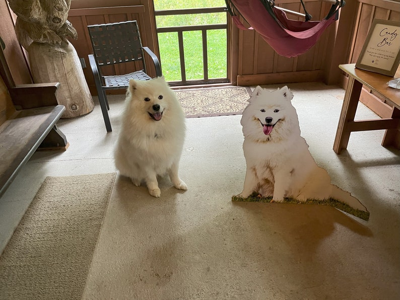 Puede incluir: Dos perros samoyedos blancos, uno sentado en el suelo y el otro un recorte de cart&oacute;n de pie en el suelo. El perro de cart&oacute;n est&aacute; mirando a la c&aacute;mara y el perro real est&aacute; mirando a la c&aacute;mara. El perro real est&aacute; sentado en una alfombra marr&oacute;n claro frente a una silla de madera. El perro de cart&oacute;n est&aacute; frente a una mesa de madera con un letrero que dice "Candy Bar".