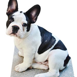 Figura de cartón personalizada de perro a tamaño real para fotos. imagen 3