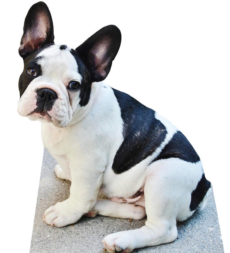 Figura de cartón personalizada de perro a tamaño real para fotos. imagen 3