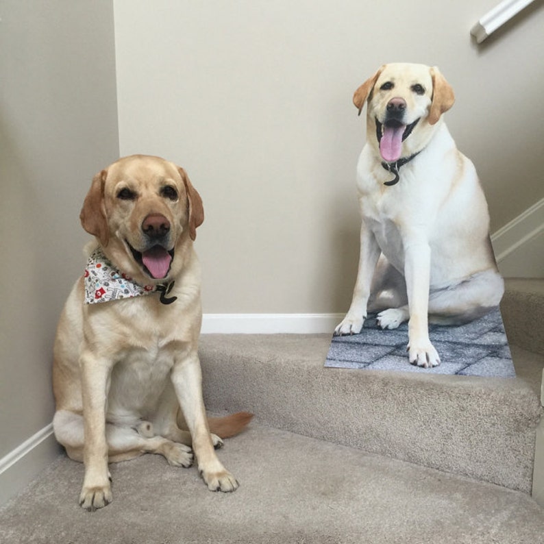 Puede incluir: Dos labradores amarillos sentados en una escalera alfombrada. El perro de la izquierda lleva un pa&ntilde;uelo floral. El perro de la derecha es un recorte de cart&oacute;n.