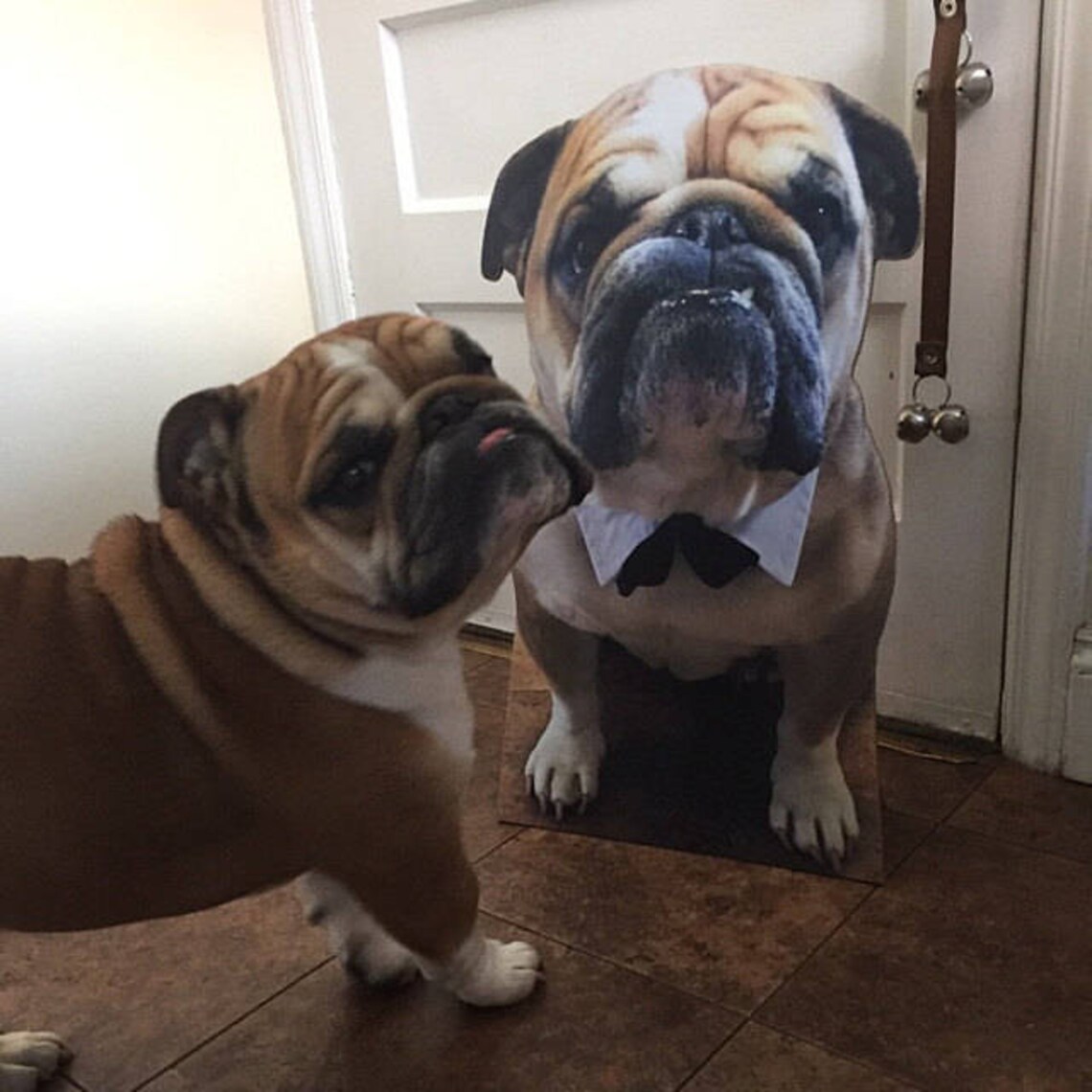 Custom cardboard cutouts cardboard dog or cardboard pet or Etsy