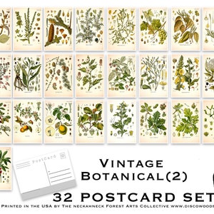 Botanische ansichtkaartenset (2) - Set van 32 ansichtkaarten - vintage - natuur - postkaarten voor scrapbooking - planttekeningen - natuurlijke wonderen