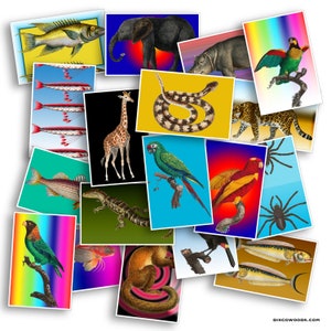 Conjunto de cartões postais de animais da selva - Conjunto de 20 cartões postais - Safari - Viagem - Cartões postais para scrapbooking - Aventura - Cobras - Peixes - Pássaros - Exóticos