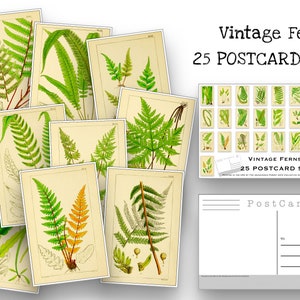 Vintage Farne Postkarten Set - 25 Postkarten - Vintage - Natur - Scrapbooking Postkarten - Farn Zeichnungen - Naturwunder - botanisch