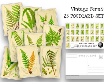 Ensemble de cartes postales fougères vintage - lot de 25 cartes postales - vintage - nature - cartes postales de scrapbooking - dessins de fougères - merveilles naturelles - botanique