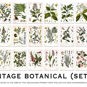 Juego de postales botánicas (3) - Juego de 24 postales - Vintage - Naturaleza - Postales para scrapbooking - Dibujos de plantas - Maravillas naturales